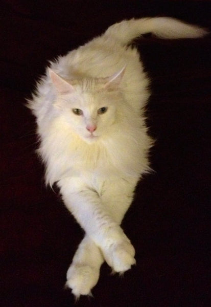 Essential Oil Safety for Cats and Humans by Solario
