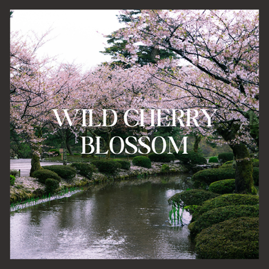 Wild Cherry Blossom