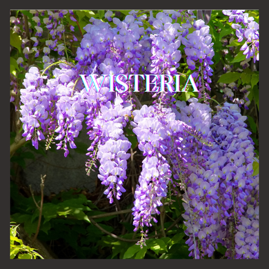 Wisteria