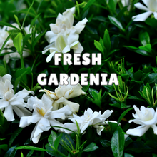 Fresh Gardenia