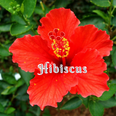 Hibiscus