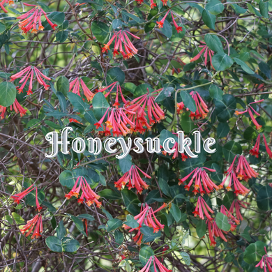 Honeysuckle