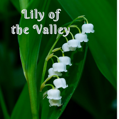 Lily of the Valley