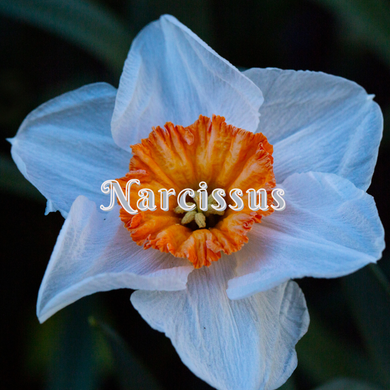 Narcissus