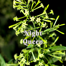 Night Queen