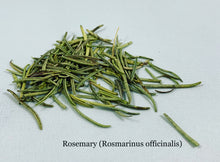 Rosemary ( Rosmarinus officinalis) Spain