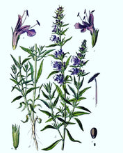 Hyssop (Hyssopus officinalis) organic, Bulgaria